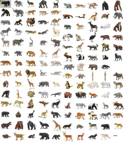 Safari wildlife wunder der - wildlife,
